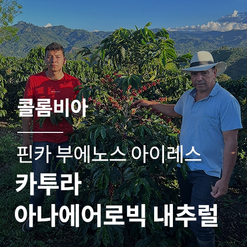 [콜롬비아] 핀카 부에노스 아이레스 카투라 아나에어로빅 내추럴