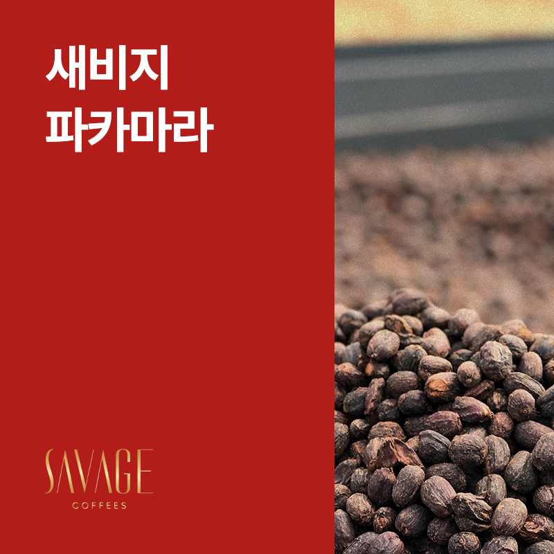 파나마 새비지 파카마라 내추럴 &middot; 아울렛
