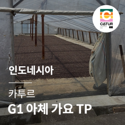 [인도네시아] [카투르] G1 아체 가요 TP