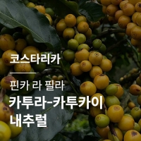 [코스타리카] 핀카 라 필라 카투라-카투카이 내추럴