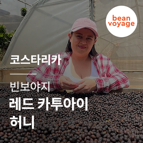 코스타리카 빈보야지 레드 카투아이 허니