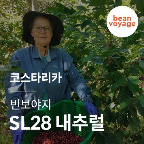 코스타리카 빈보야지 SL28 내추럴