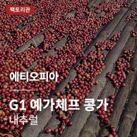 [에티오피아] G1 예가체프 콩가 내추럴★20KG세일★