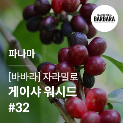 [파나마] [바바라] 자라밀로 게이샤 워시드 #32★스페셜세일★