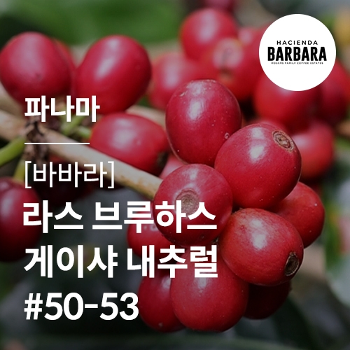 [파나마] [바바라] 라스 브루하스 게이샤 내추럴 #50-53