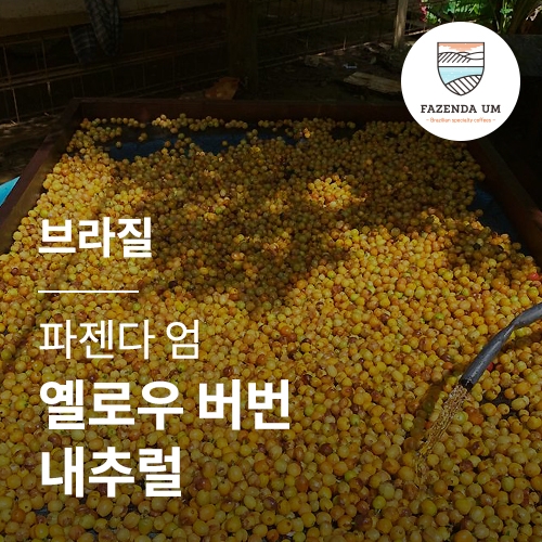 [브라질] [파젠다 엄] 옐로우 버번 내추럴