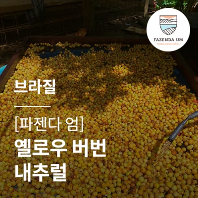 [브라질] [파젠다 엄] 옐로우 버번 내추럴★500G세일★