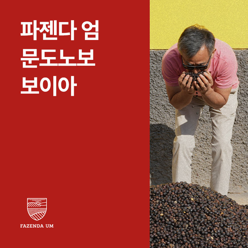 브라질 파젠다 엄 보이아 문도노보 내추럴