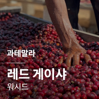 [과테말라] 레드 게이샤 워시드