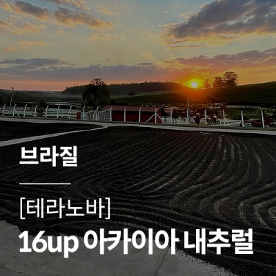 [브라질] [테라 노바] 16up 아카이아 내추럴