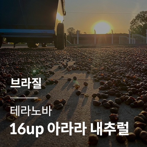 브라질 테라 노바 16up 아라라 내추럴