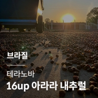 브라질 테라 노바 16up 아라라 내추럴