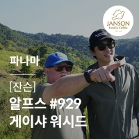 [파나마] [잔슨] 알프스 #929 게이샤 워시드