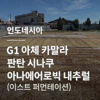 인도네시아 G1 아체 카말라 판탄 시나쿠 아나에어로빅 내추럴 (이스트 퍼먼테이션)