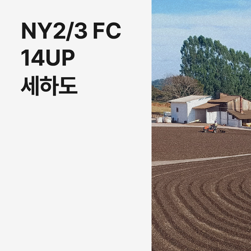 브라질 NY2/3 FC 14up 세하도 &middot; 8월세일