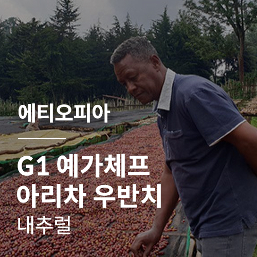 [에티오피아] G1 예가체프 아리차 우반치 내추럴✨NEWCROP✨