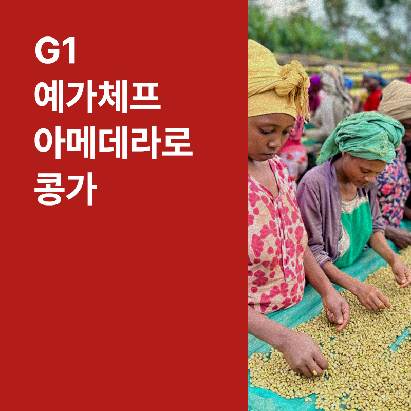 에티오피아 G1 예가체프 아메데라로 콩가 워시드