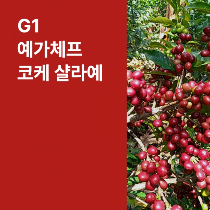 에티오피아 G1 예가체프 코케 샬라예 워시드