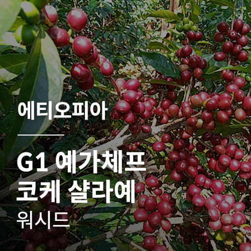 [에티오피아] G1 예가체프 코케 샬라예 워시드 · 어텀세일