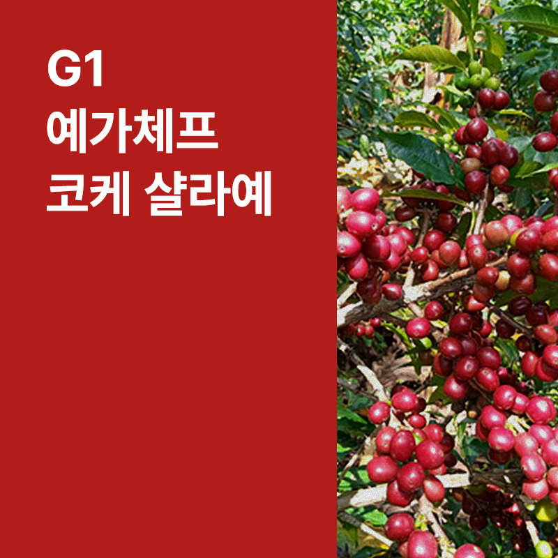 에티오피아 G1 예가체프 코케 샬라예 워시드