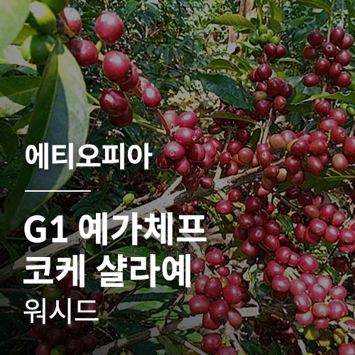 [에티오피아] G1 예가체프 코케 샬라예 워시드✨NEWCROP✨
