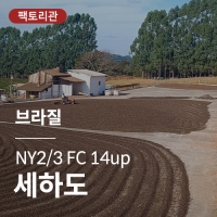 [브라질] NY2/3 FC 14up 세하도★20KG세일★