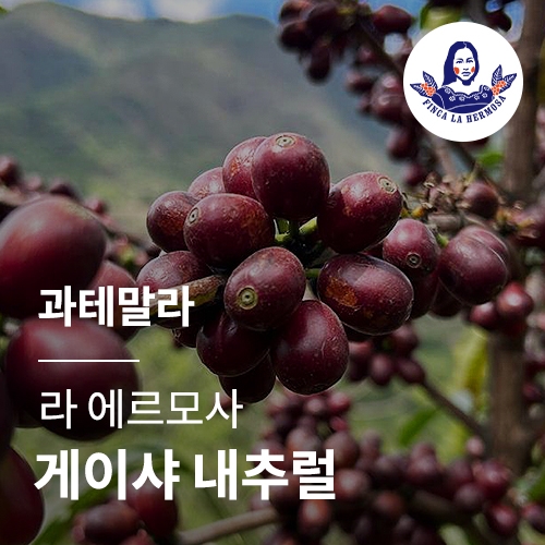 [과테말라] [라 에르모사] 게이샤 내추럴 · 어텀세일