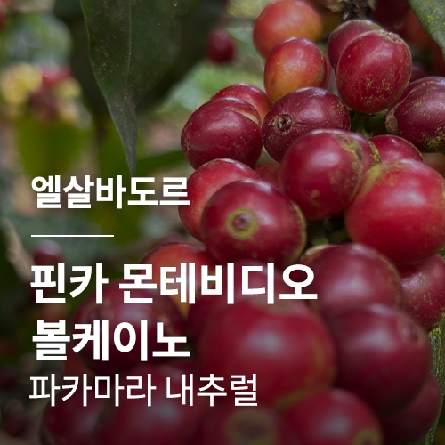 엘살바도르 핀카 몬테비디오 볼케이노 파카마라 내추럴