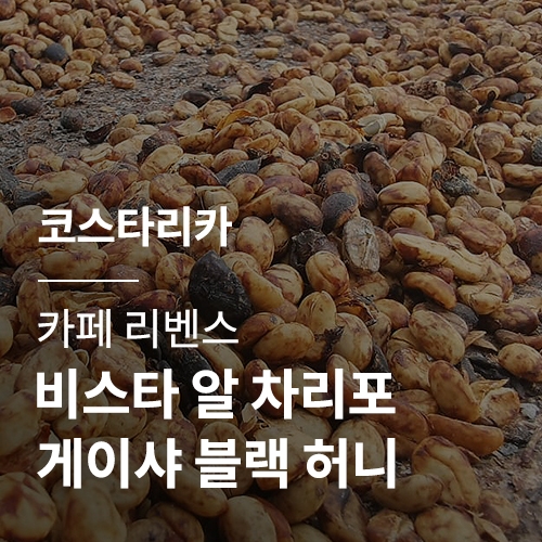[코스타리카] [카페 리벤스] 비스타 알 차리포 게이샤 블랙 허니 · 어텀세일