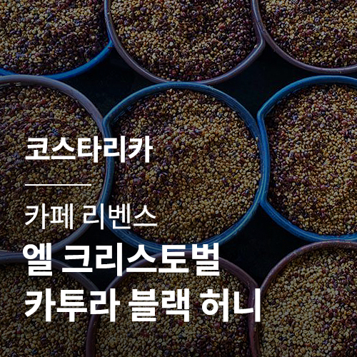 [코스타리카] [카페 리벤스] 엘 크리스토벌 카투라 블랙 허니