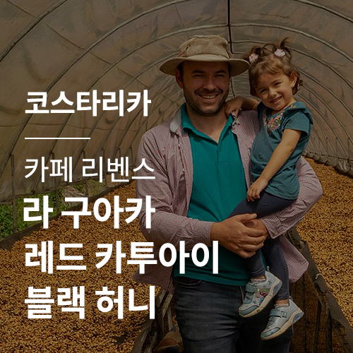 코스타리카 카페 리벤스 라 구아카 레드 카투아이 블랙 허니