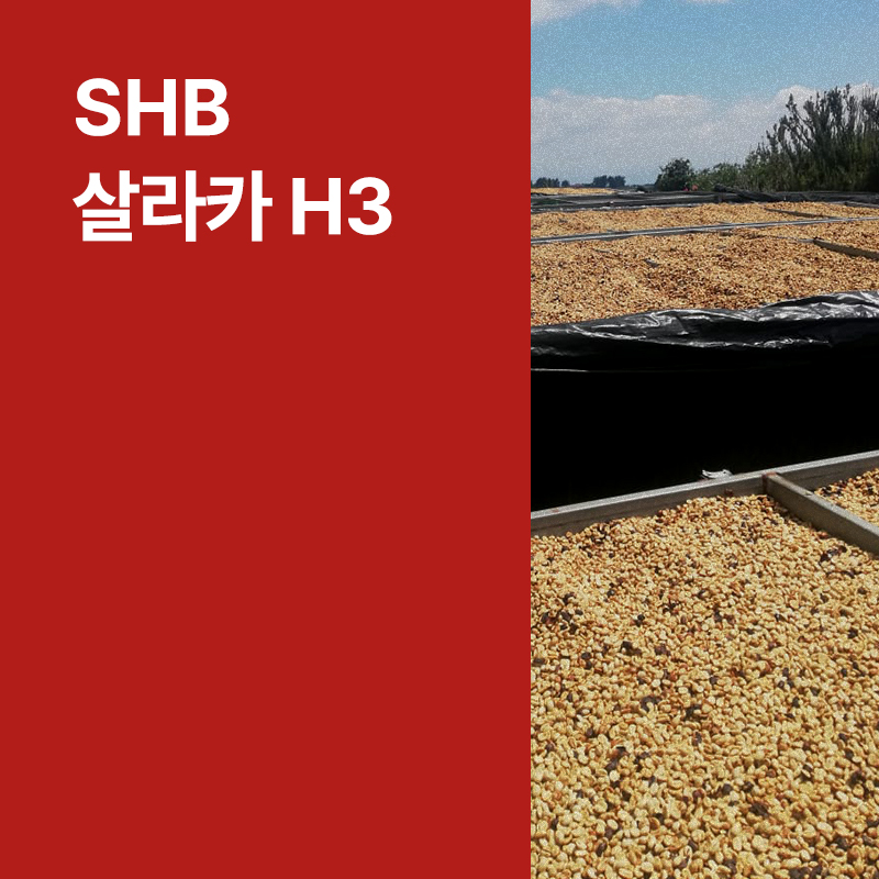 코스타리카 SHB 살라카 H3 라이트 허니