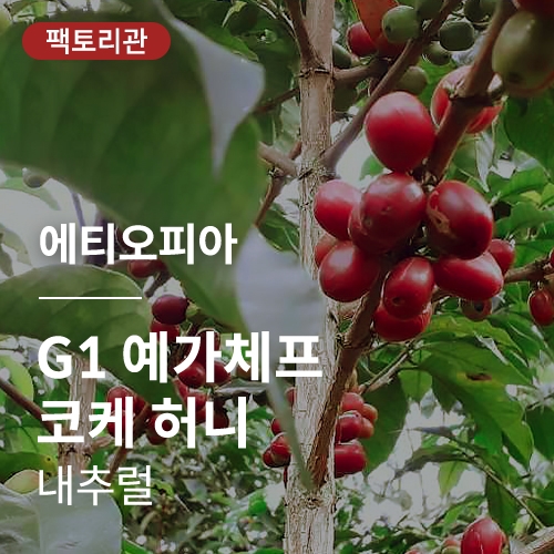 에티오피아 G1 예가체프 코케 허니 내추럴 &middot; 20KG세일