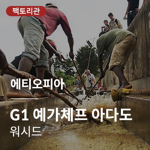 에티오피아 G1 예가체프 아다도 워시드