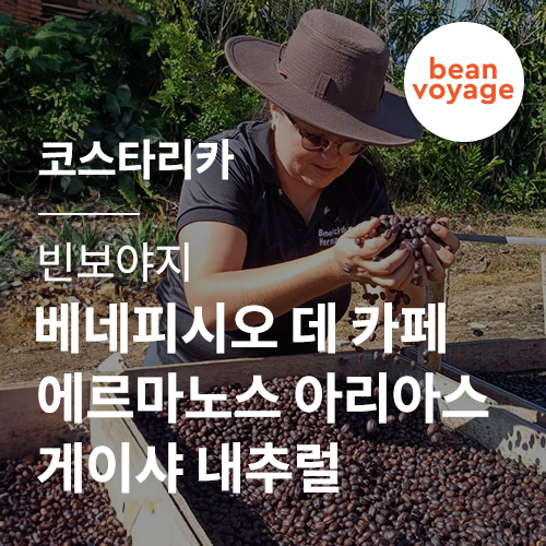 [코스타리카] [빈보야지] 베네피시오 데 카페 에르마노스 아리아스 게이샤 내추럴