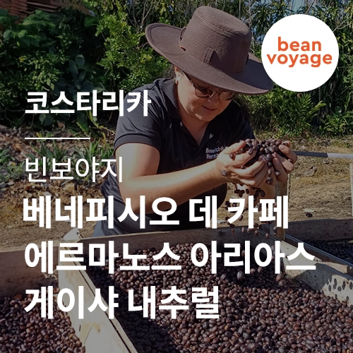 [코스타리카] [빈보야지] 베네피시오 데 카페 에르마노스 아리아스 게이샤 내추럴