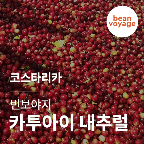 코스타리카 빈보야지 카투아이 내추럴 &middot; 2월세일