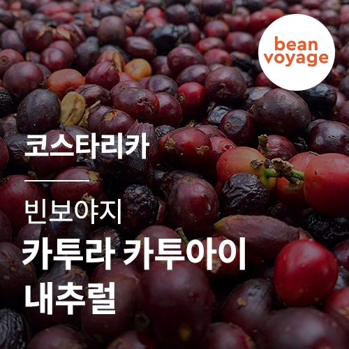 코스타리카 빈보야지 카투라, 카투아이 내추럴 &middot; 2월세일