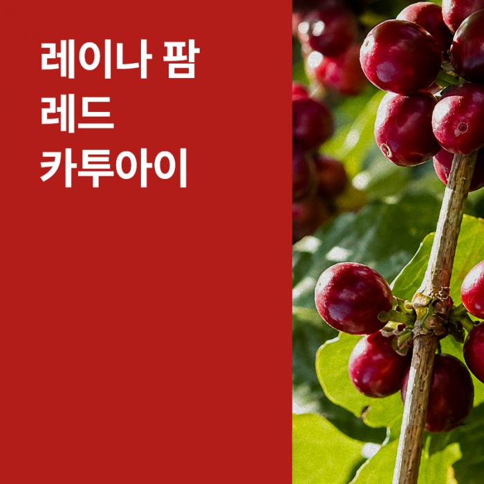온두라스 레이나 팜 레드 카투아이 워시드