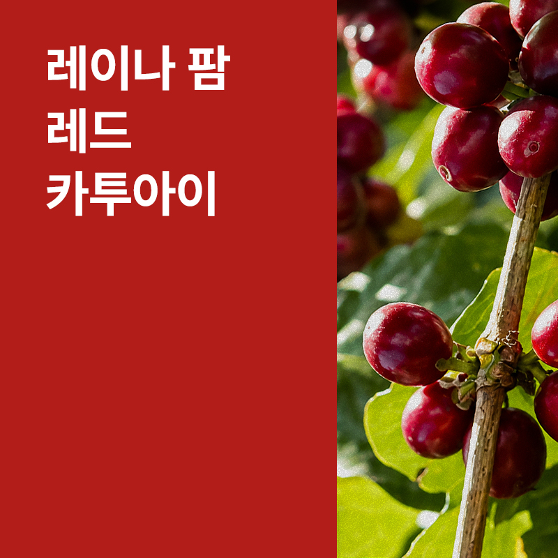 온두라스 레이나 팜 레드 카투아이 워시드