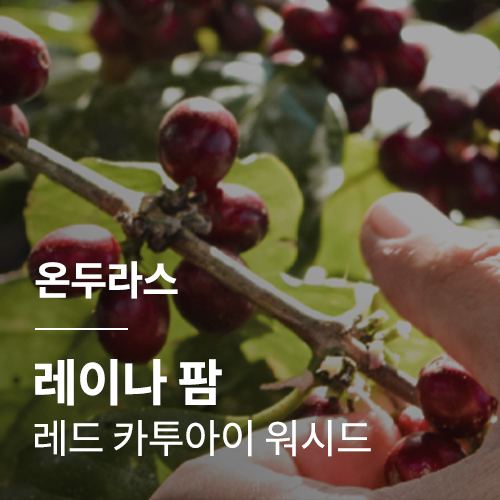 [온두라스] [레이나 팜] 레드 카투아이 워시드