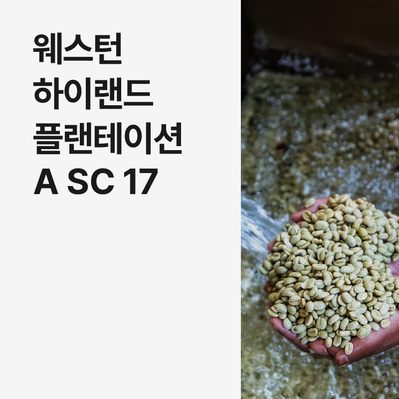 파푸아 뉴기니 웨스턴 하이랜드 플랜테이션 A SC 17 풀리 워시드 · 8월세일