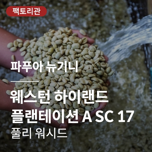 파푸아 뉴기니 웨스턴 하이랜드 플랜테이션 A SC 17 풀리 워시드 &middot; 20KG세일