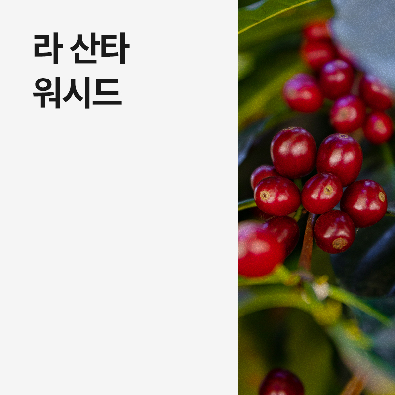 파나마 라 산타 워시드