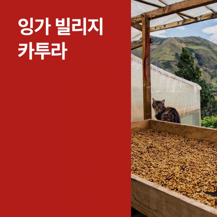 콜롬비아 잉가 빌리지 카투라 허니