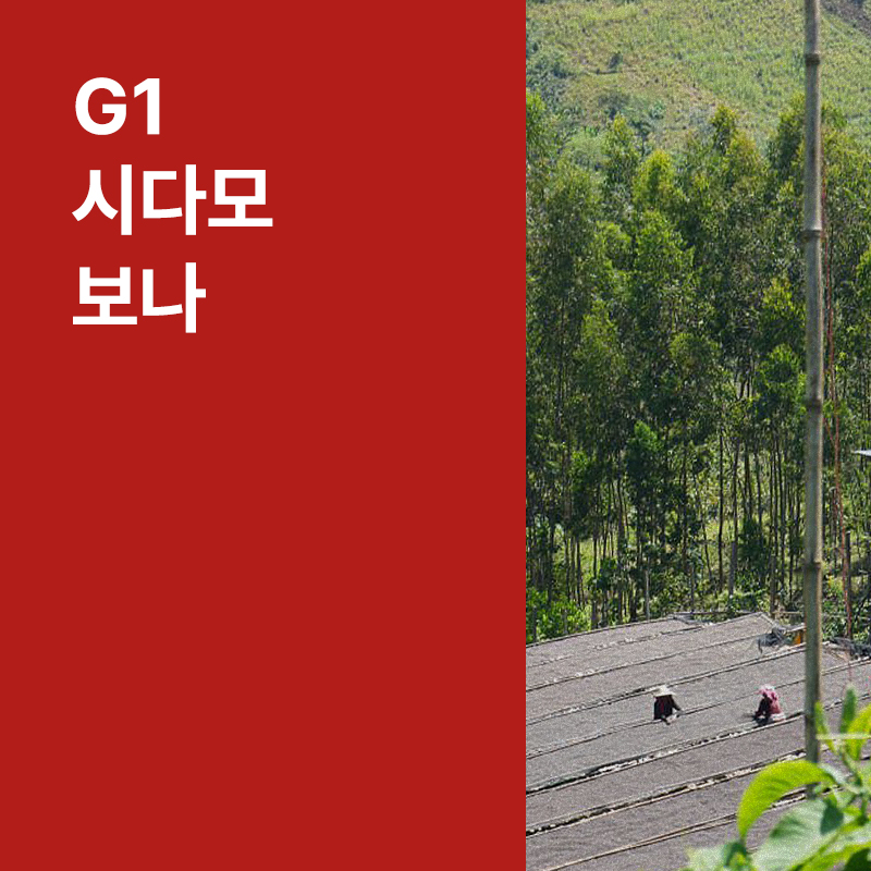 에티오피아 G1 시다모 보나 워시드