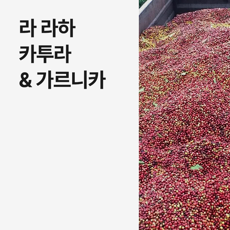 멕시코 라 라하 카투라 & 가르니카 워시드
