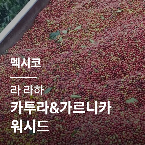 멕시코 라 라하 카투라 & 가르니카 워시드