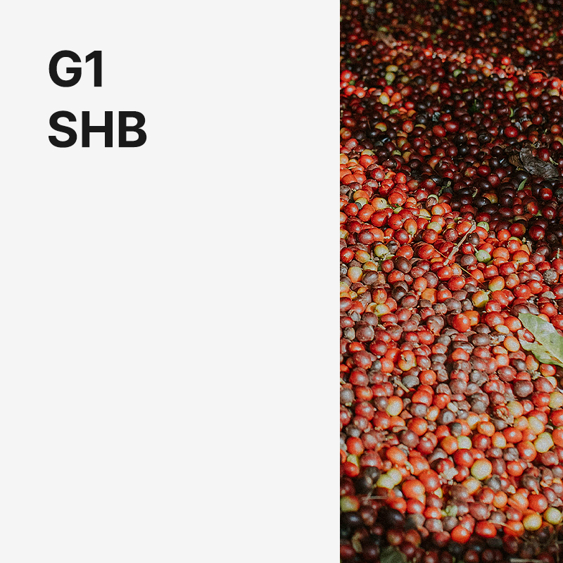 페루 G1 SHB