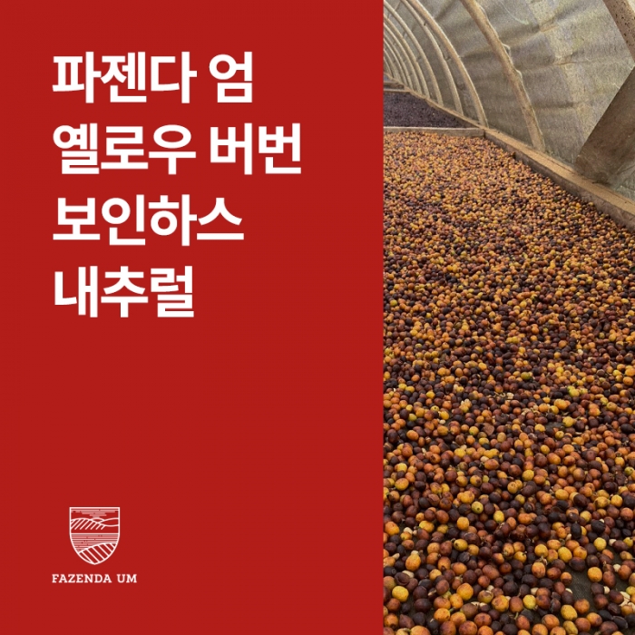 브라질 파젠다 엄 옐로우 버번 보인하스 내추럴 &middot; 8월세일